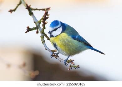 tits portrait|Great Tit Portrait Stock Photos and Pictures